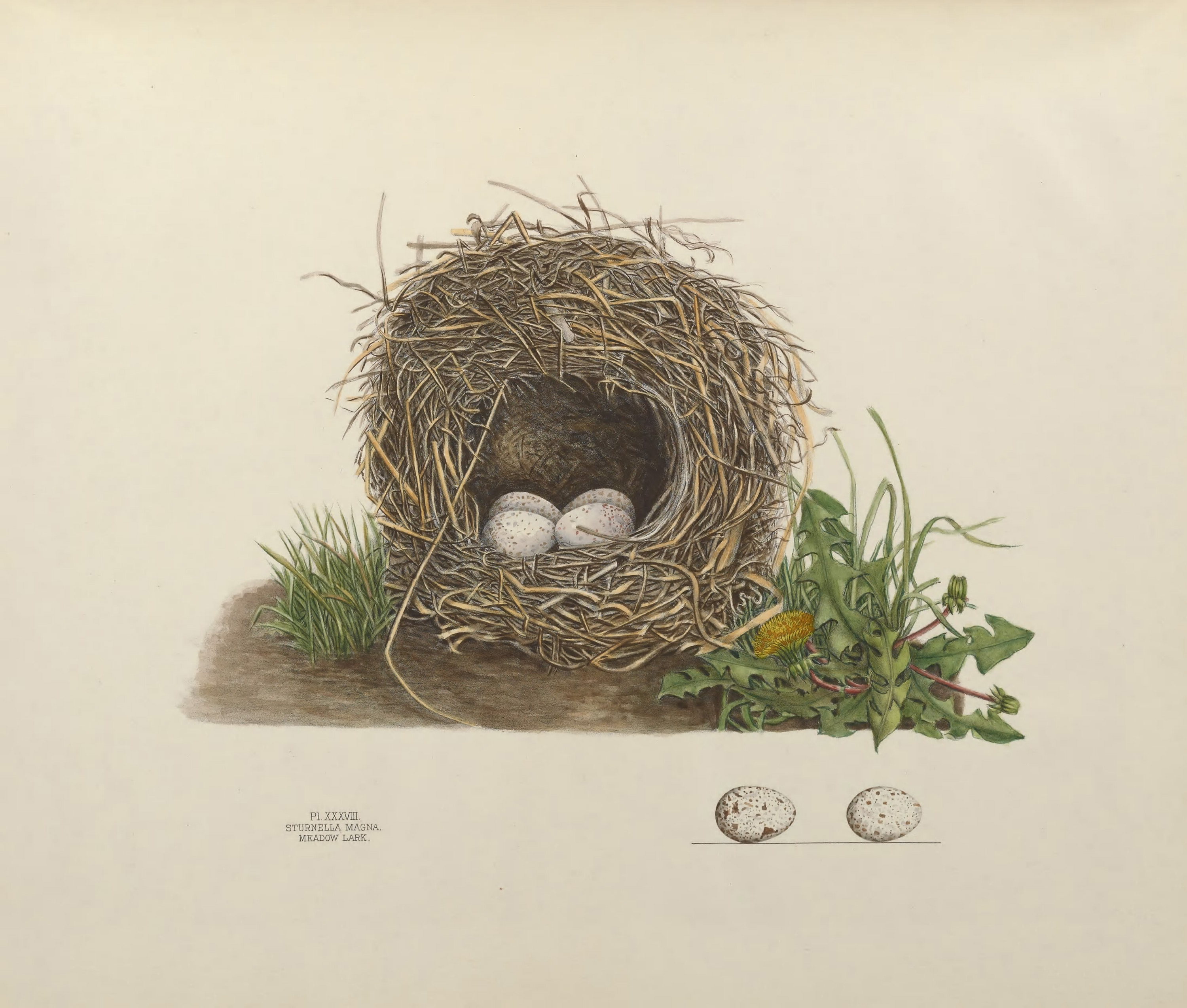 Plate 38. Meadow Lark by Genevieve Jones