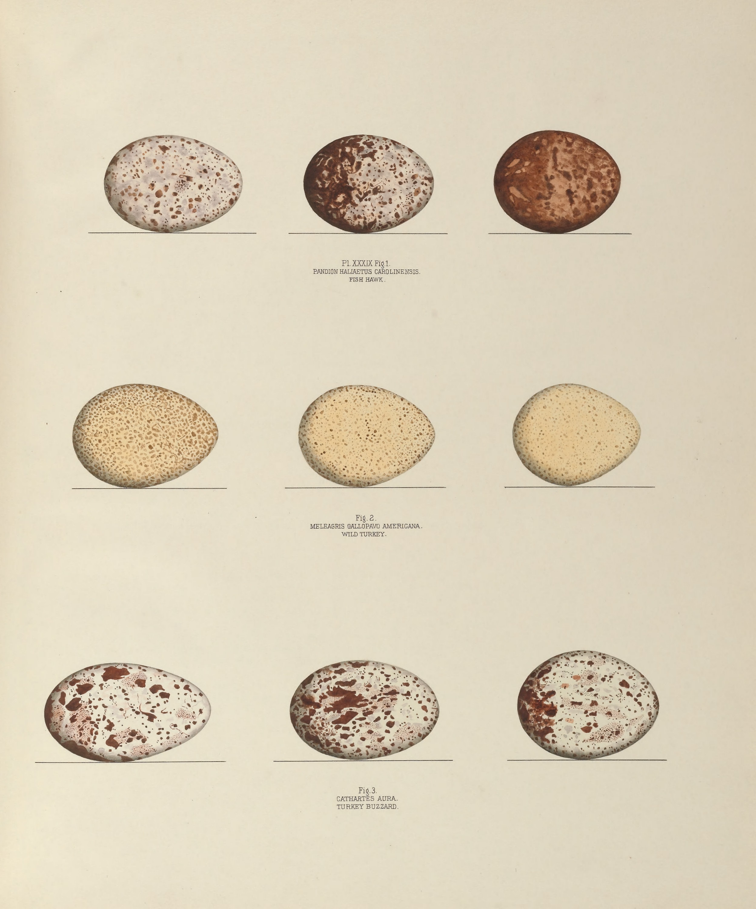 Plate 39. Fish Hawk, Wild Turkey & Turkey Buzzard by Genevieve Jones