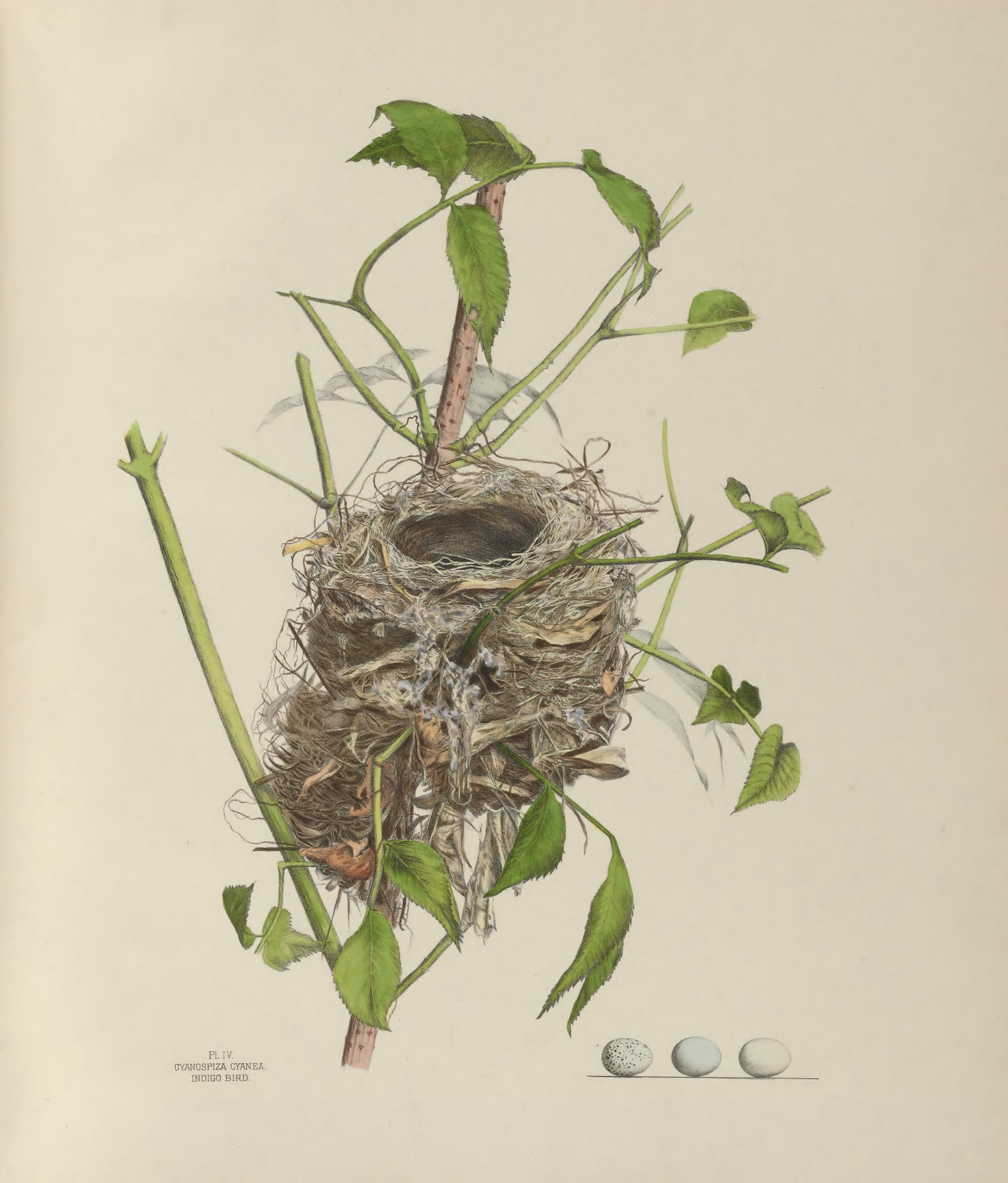 Plate 4. Indigo Bird by Genevieve Jones