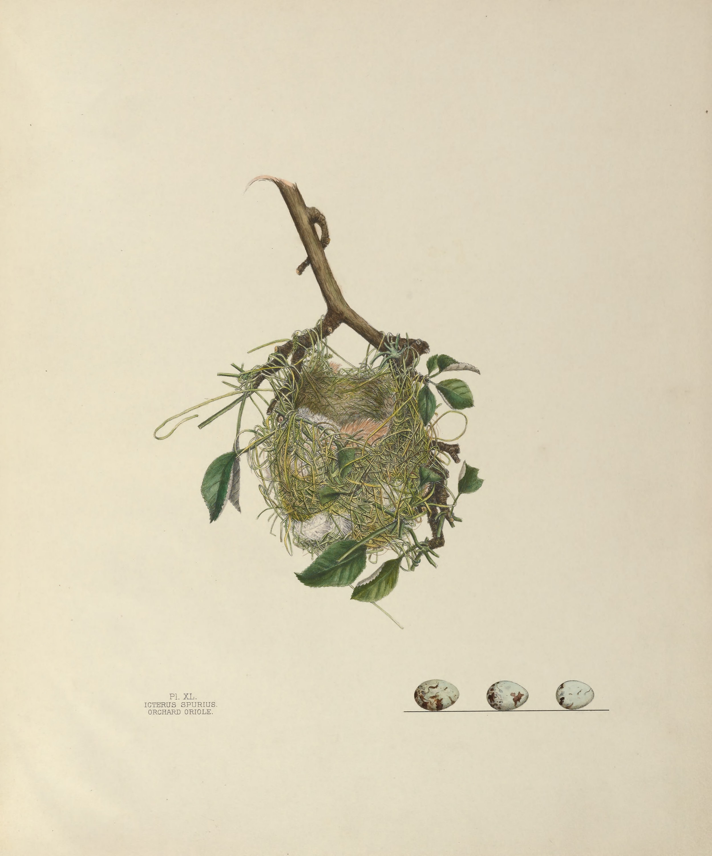 Plate 40. Orchard Oriole by Genevieve Jones