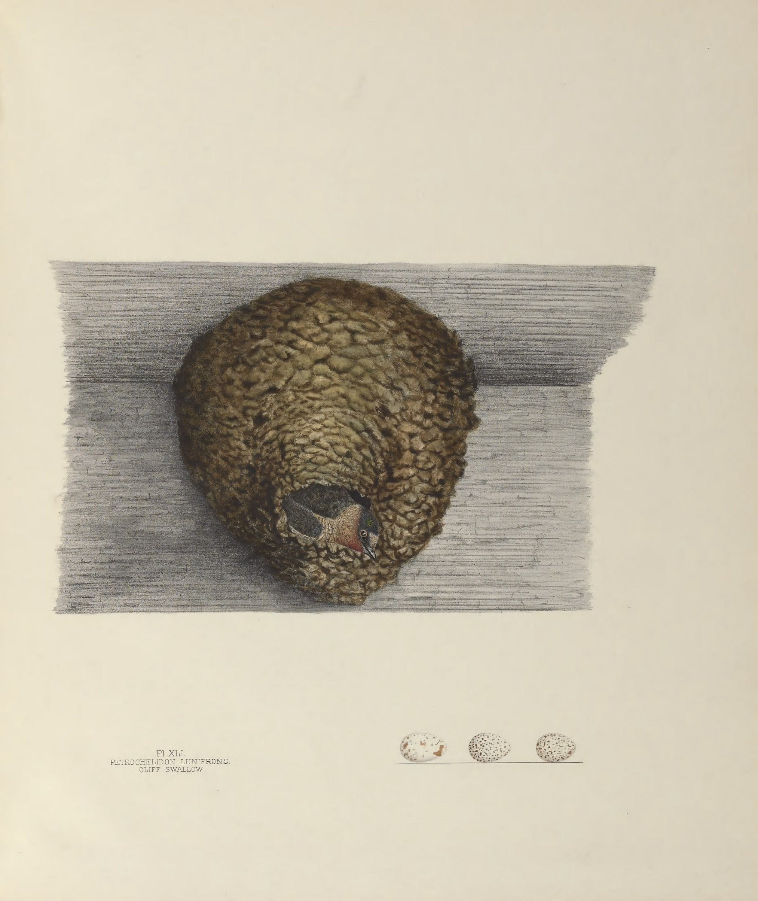 Plate 41. Cliff Swallow by Genevieve Jones