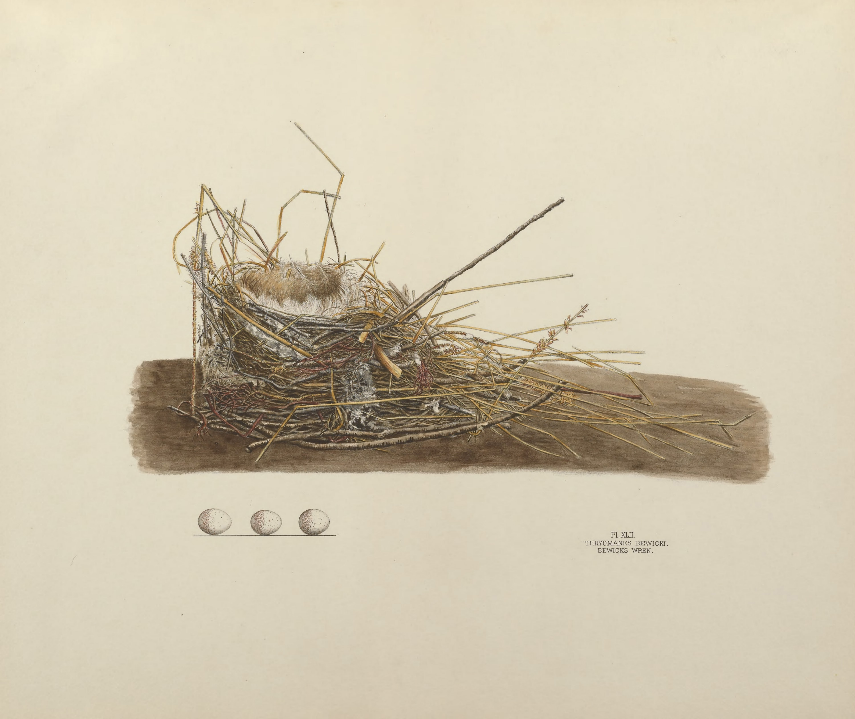 Plate 42. Bewick's Wren by Genevieve Jones