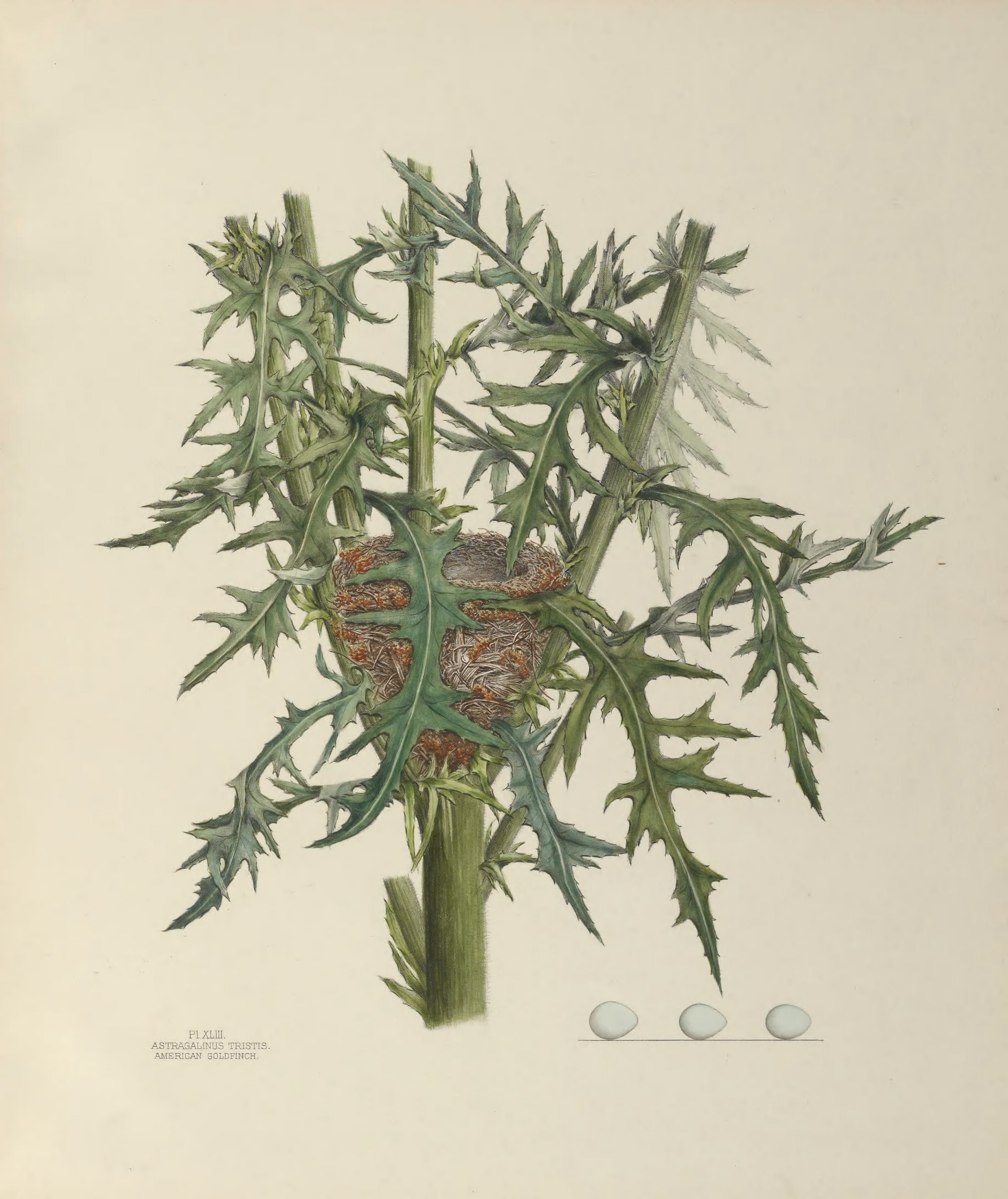 Plate 43. American Goldfinch by Genevieve Jones