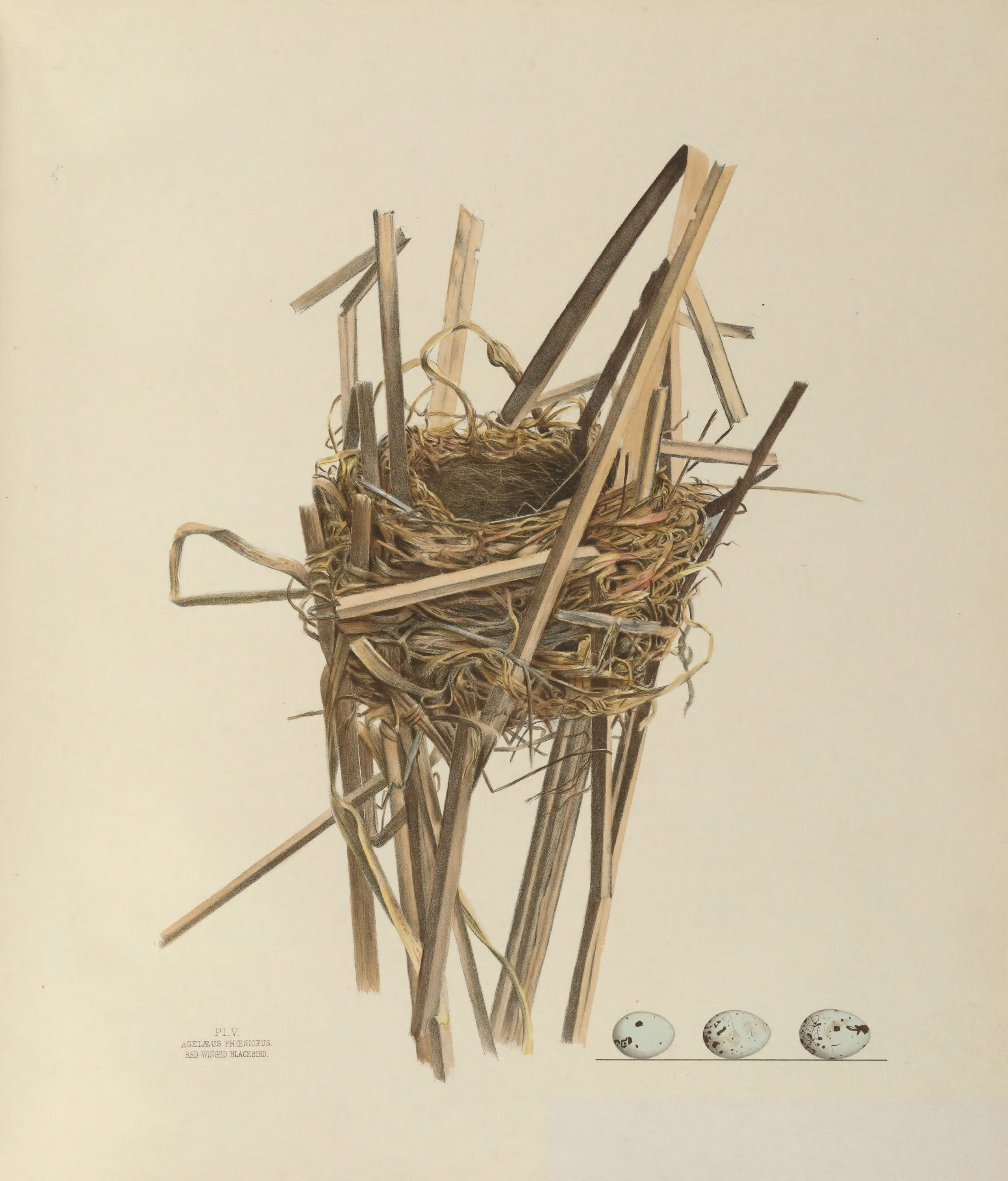 Plate 5. Red-Winged Blackbird by Genevieve Jones