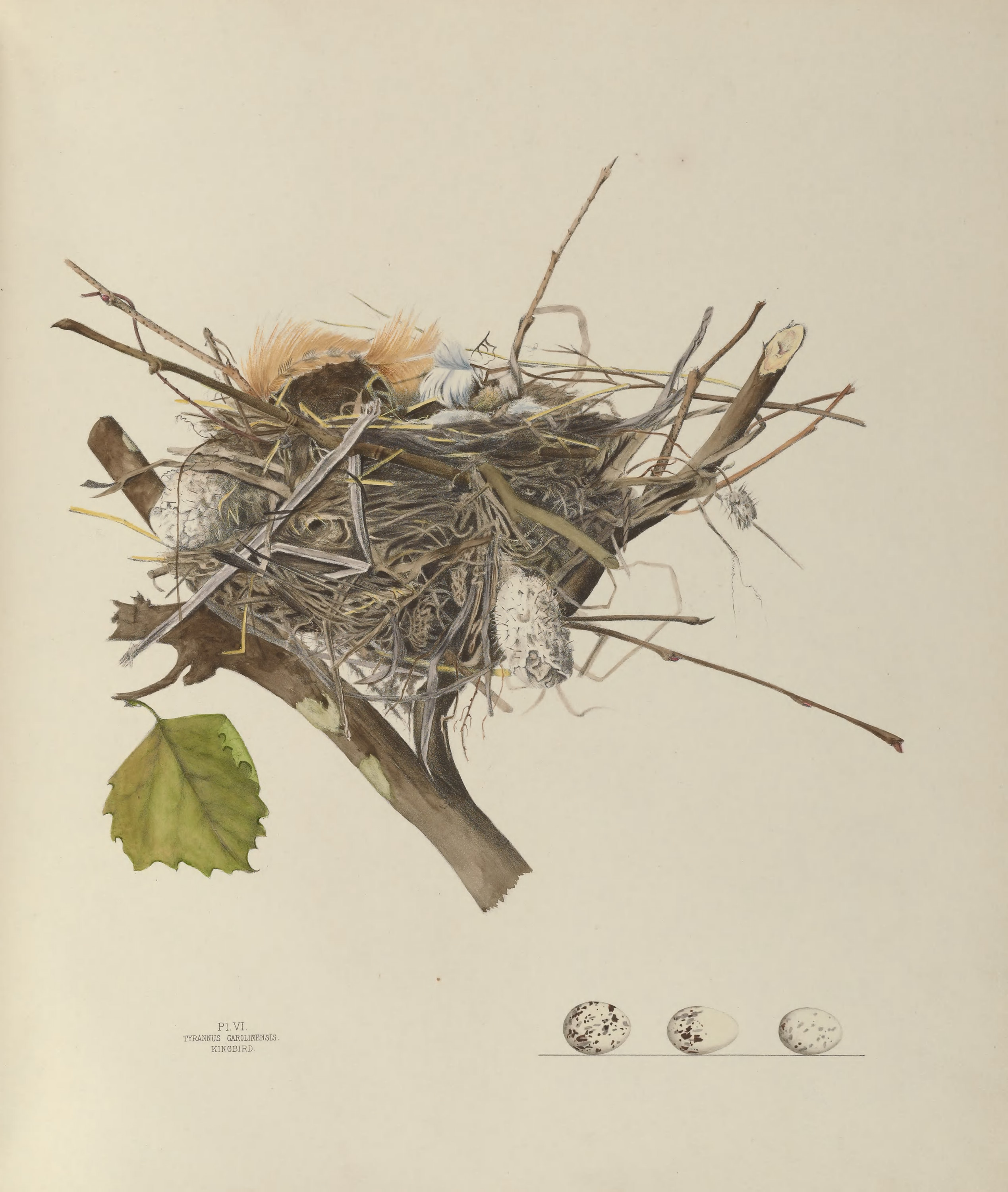 Plate 6. Kingbird by Genevieve Jones