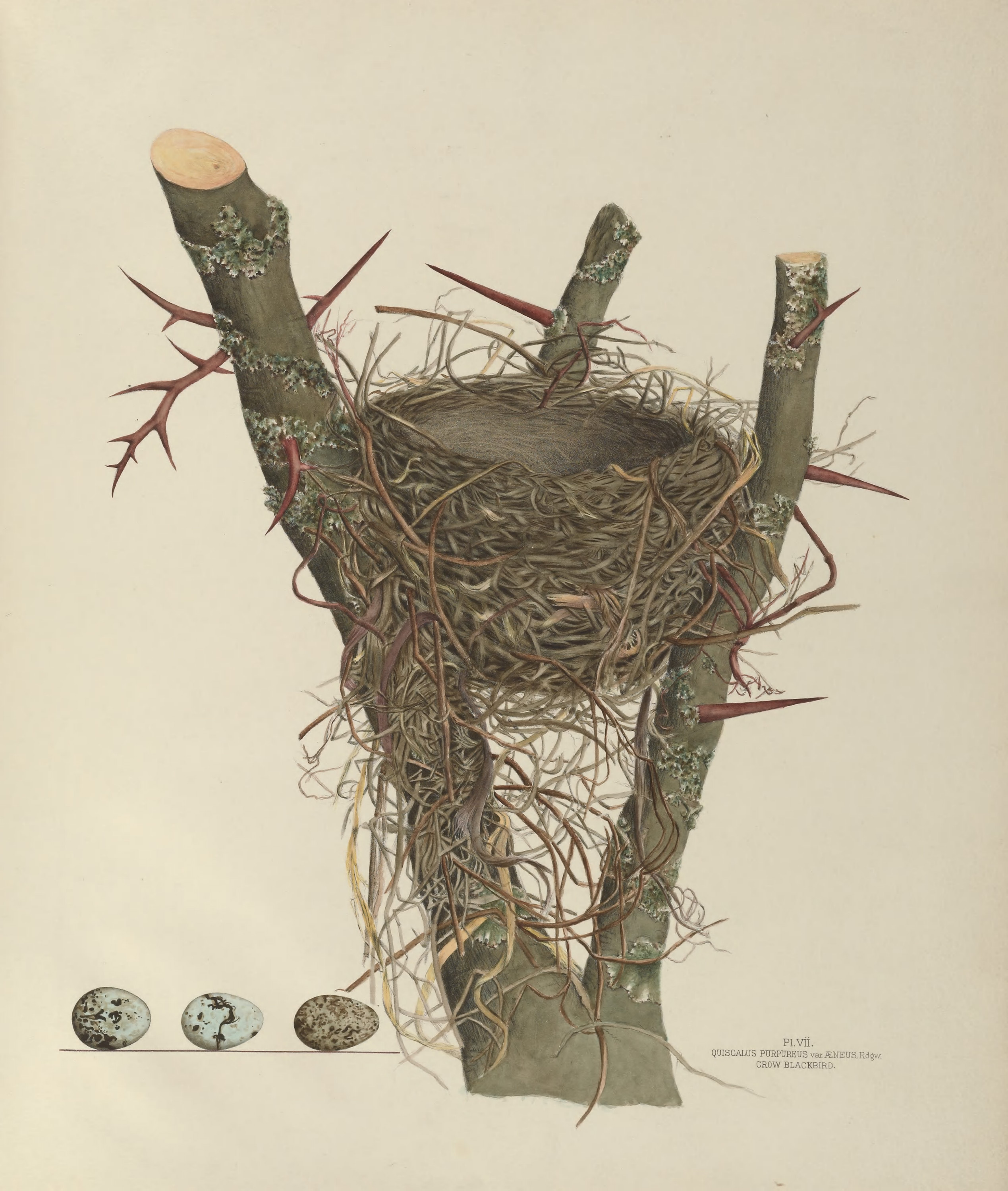 Plate 7. Crow Blackbird by Genevieve Jones
