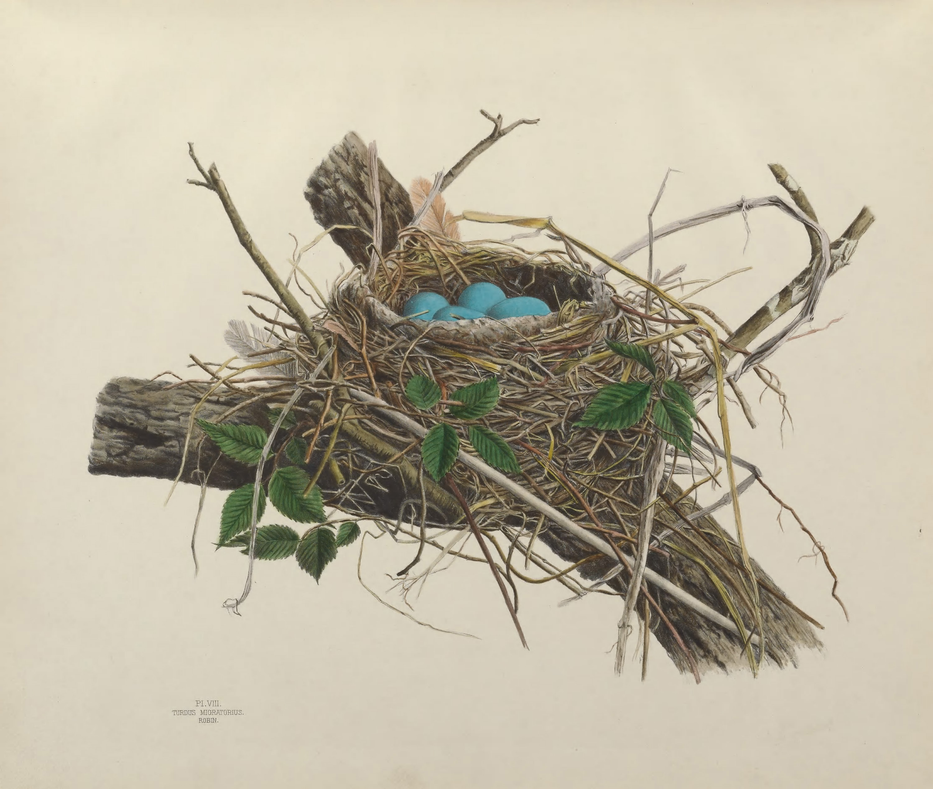 Plate 8. Robin by Genevieve Jones