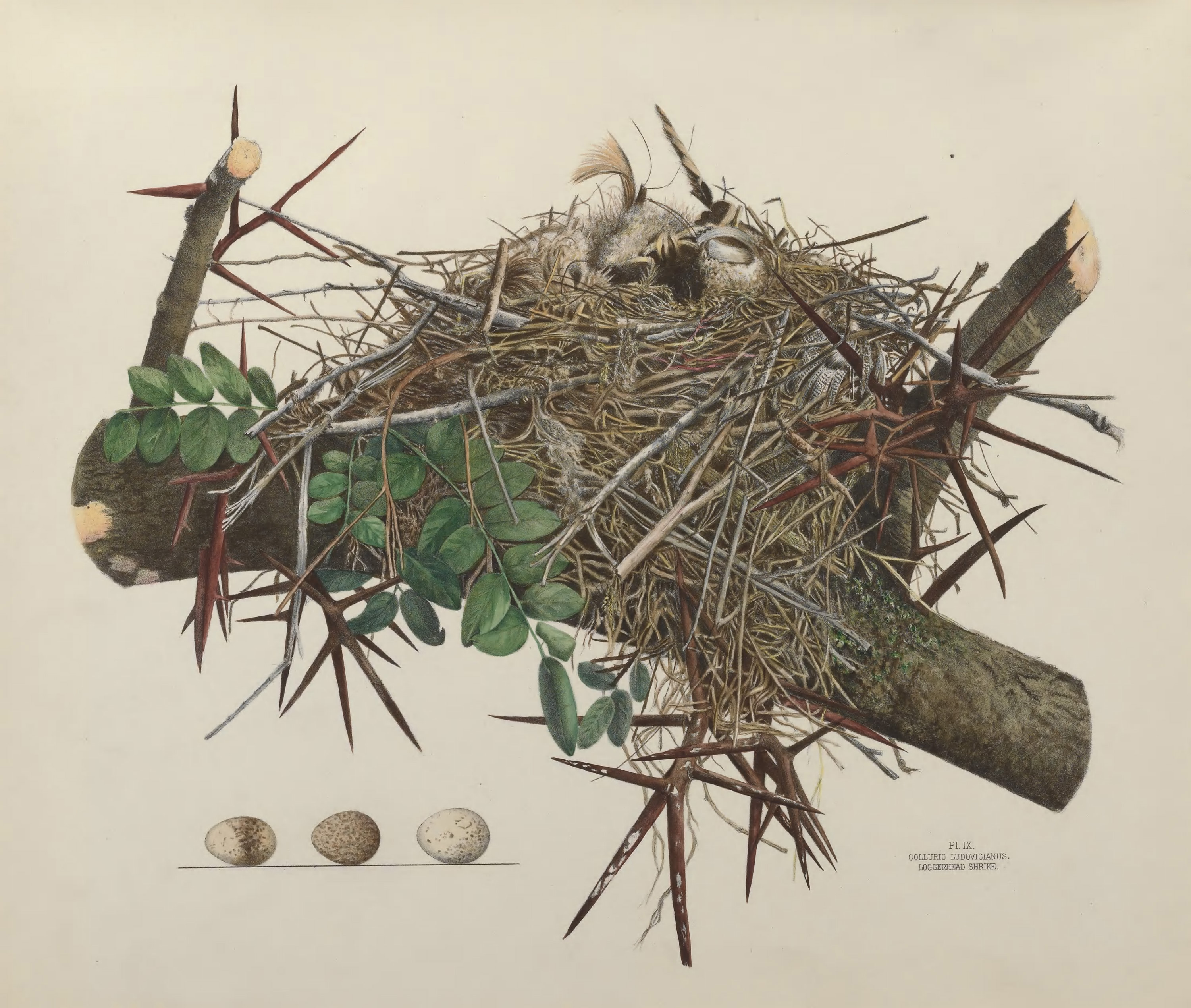 Plate 9. Loggerhead Shrike by Genevieve Jones