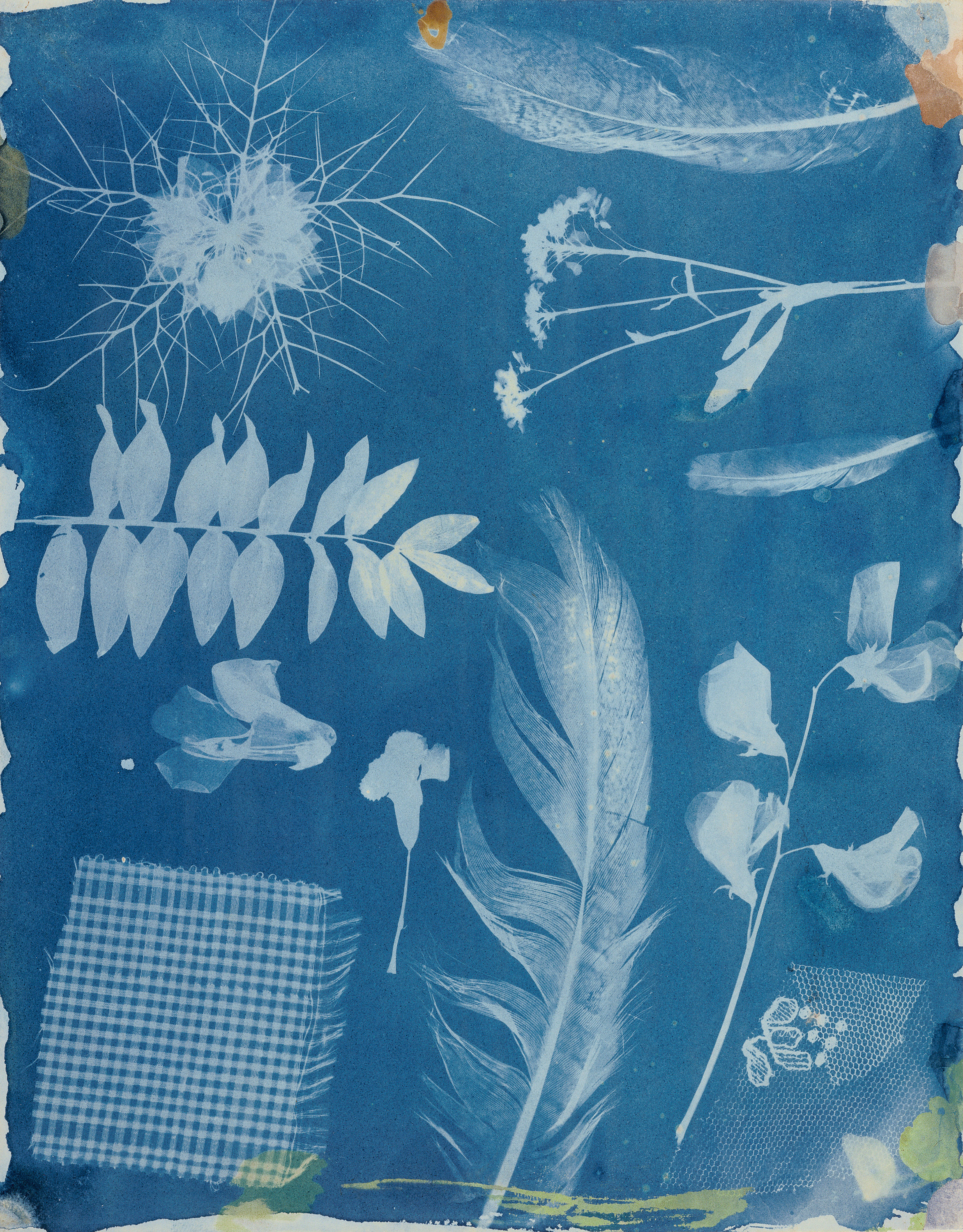 Arrangement of Specimens by Hippolyte Bayard