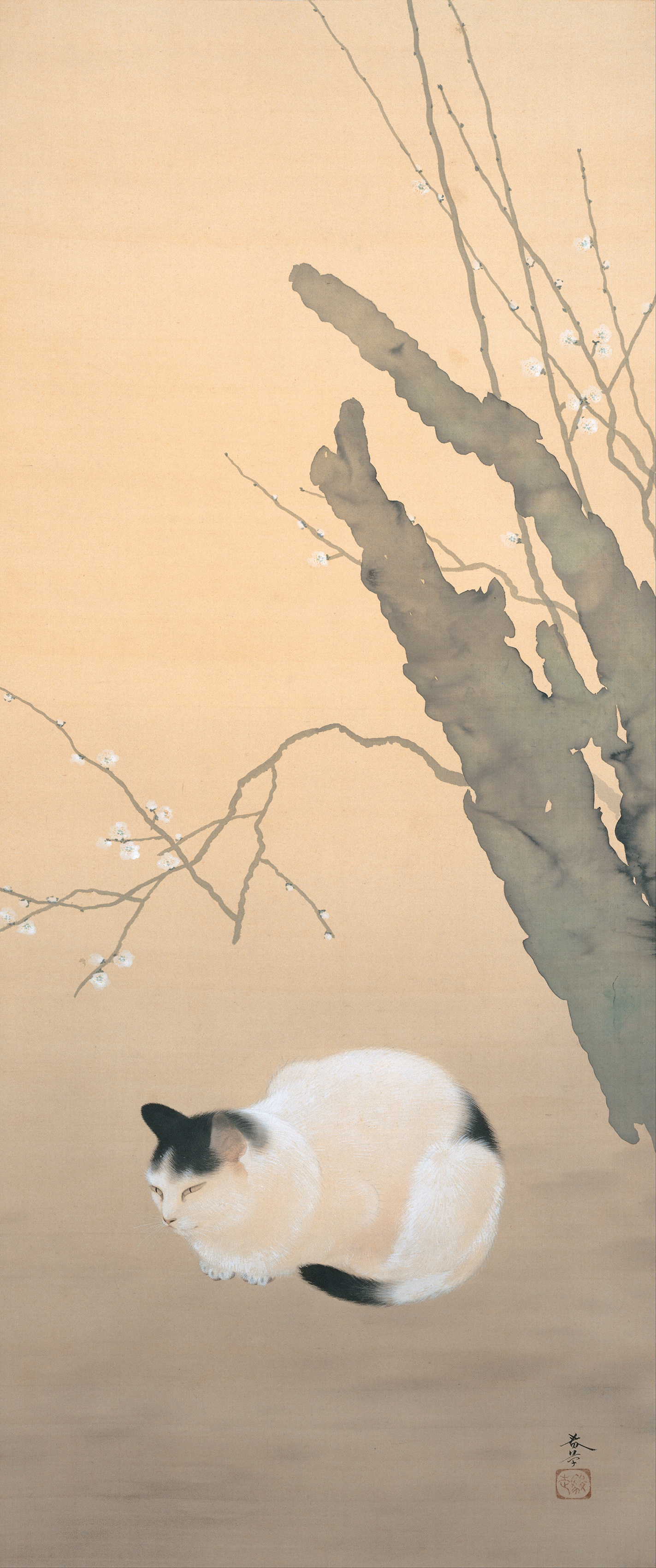 Cat and Plum Blossoms, 猫梅 by Hishida Shunsō