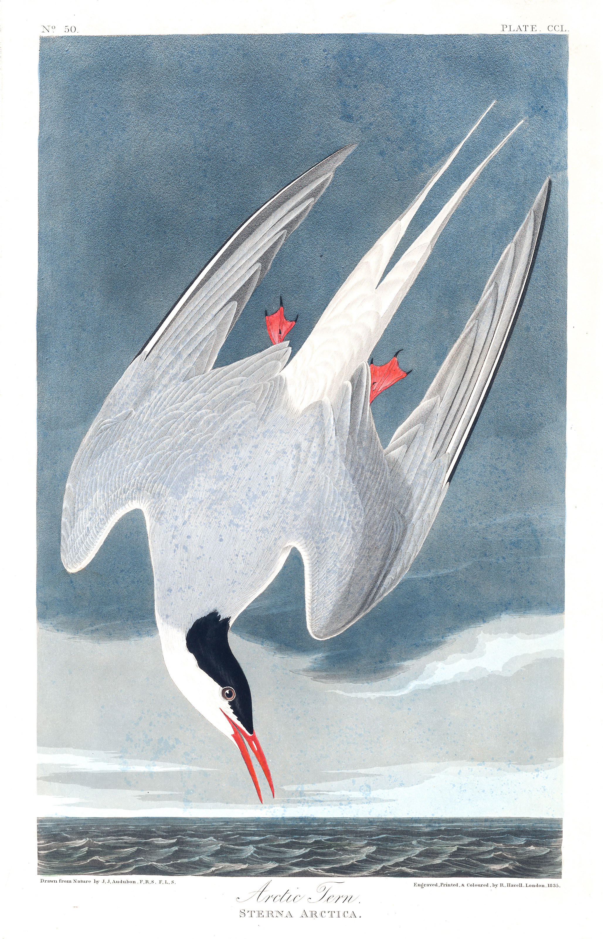 Arctic Tern by John James Audubon