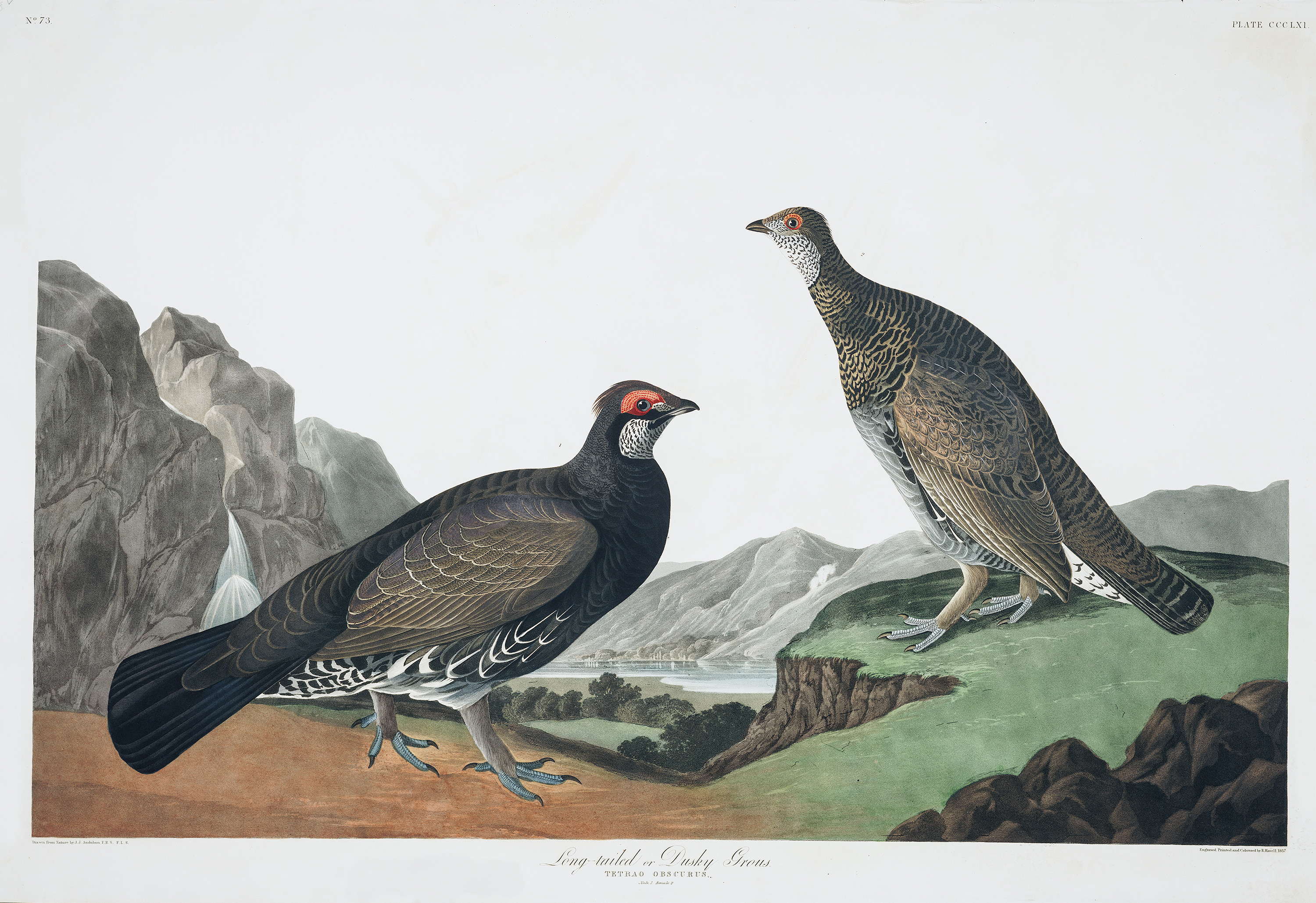 Long-tailed, or Dusky Grous by John James Audubon