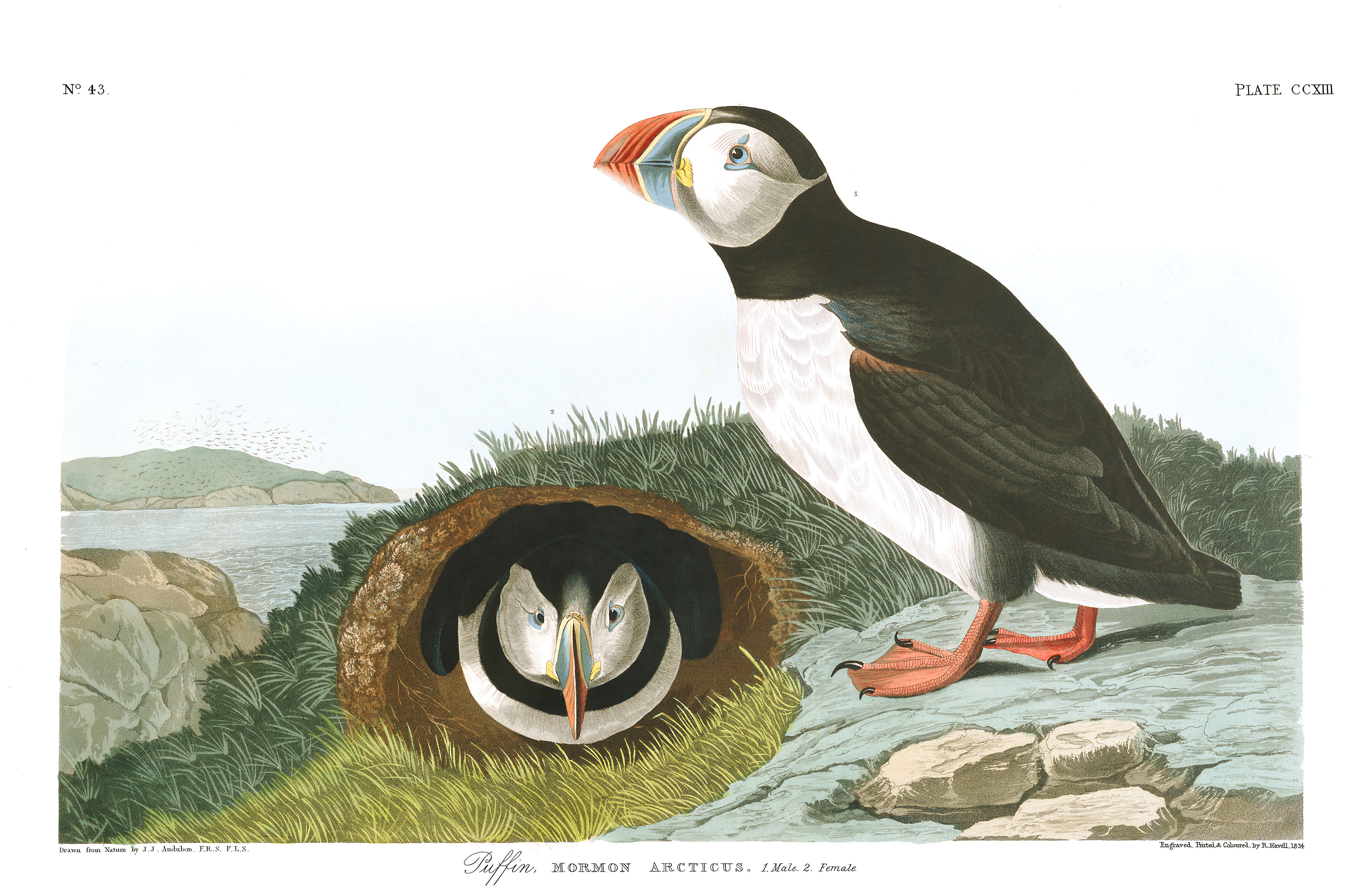 Puffin by John James Audubon