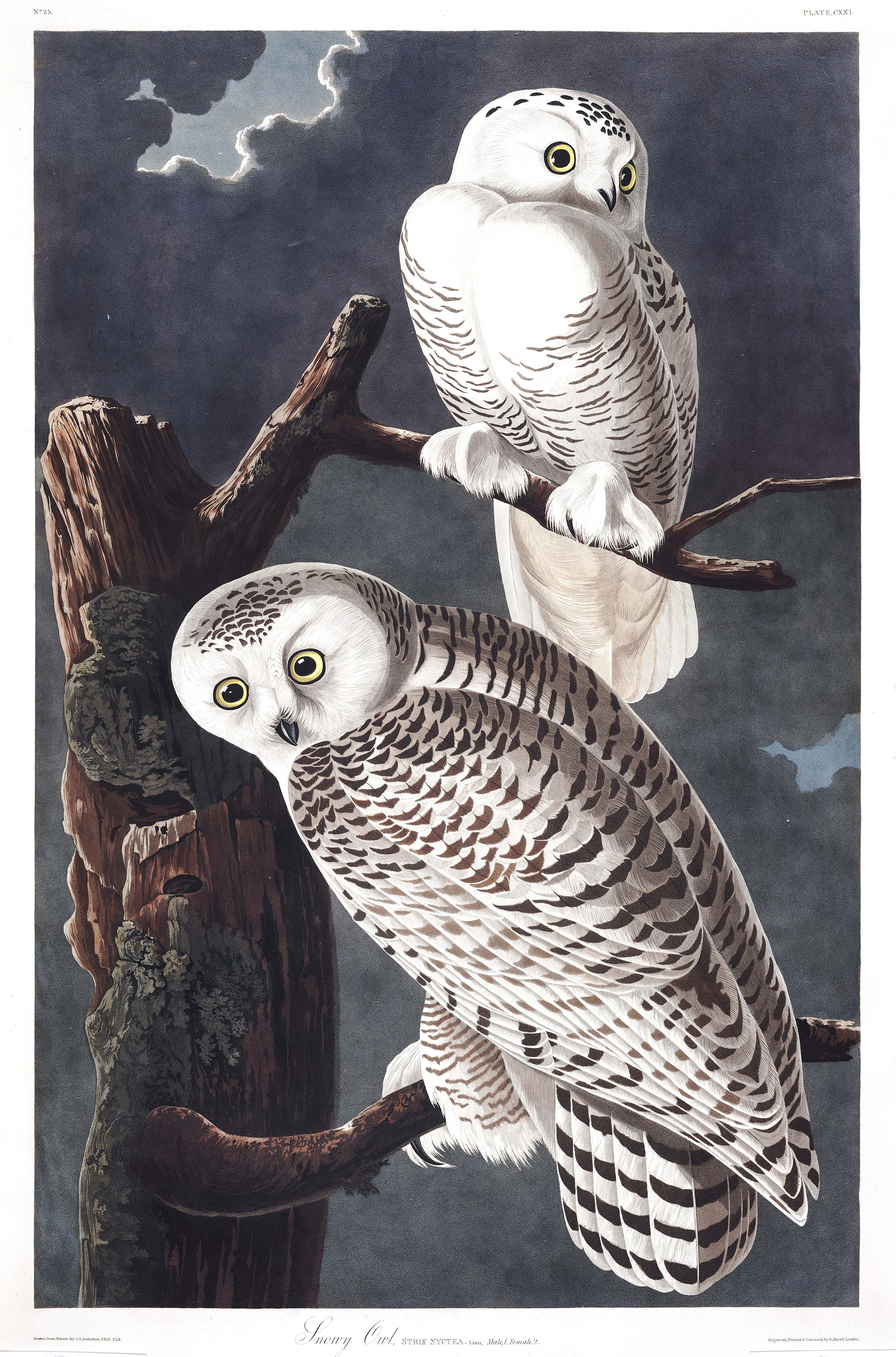 Snowy Owl by John James Audubon