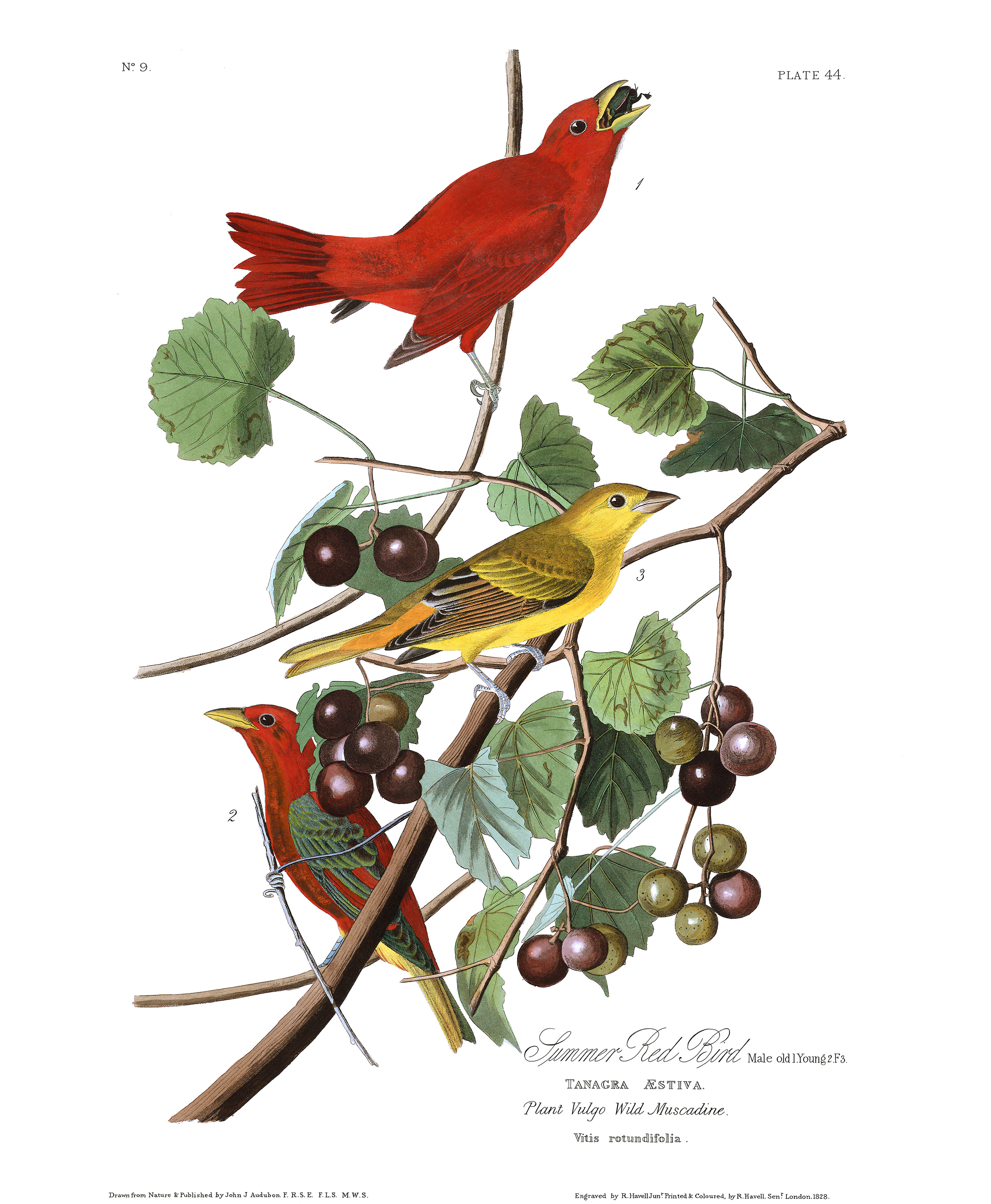Summer Red Bird by John James Audubon