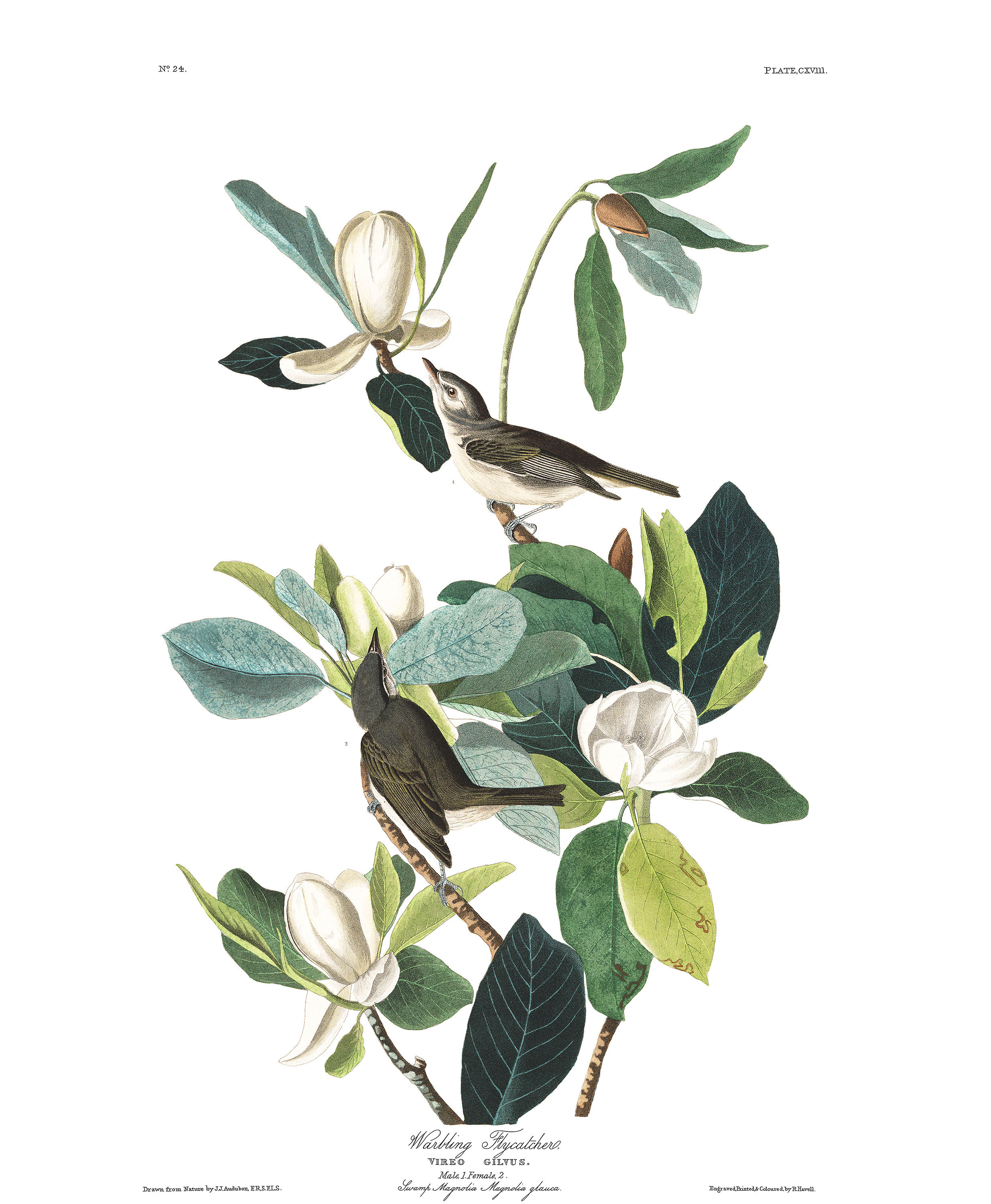 Warbling Flycatcher by John James Audubon