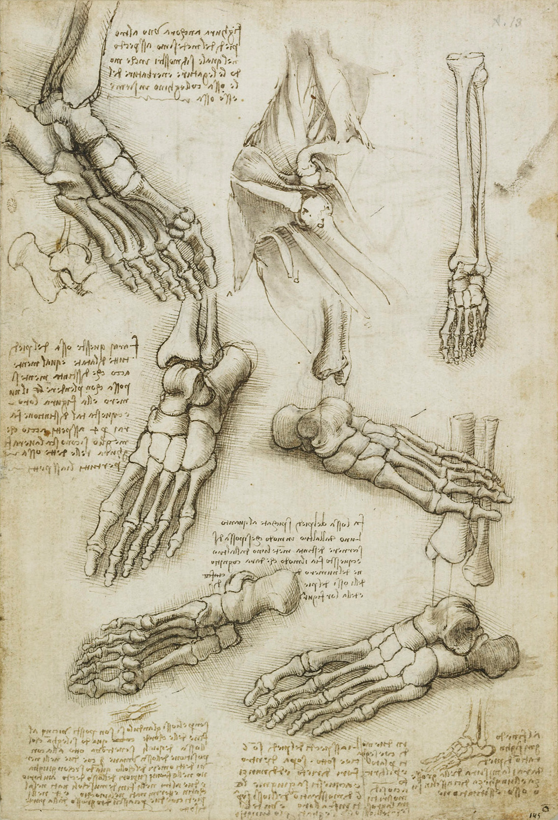 The veins and muscles of the arm by Leonardo da Vinci
