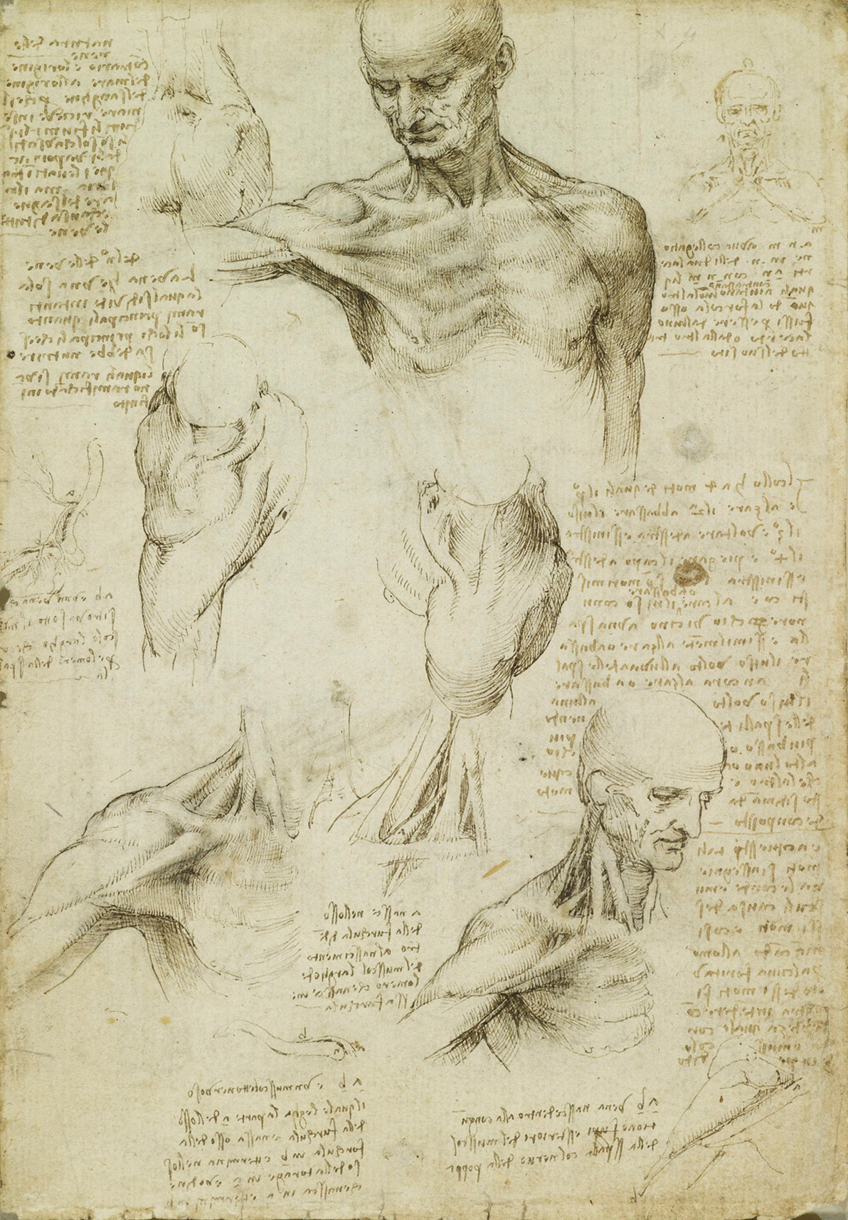 The superficial anatomy of the shoulder and neck by Leonardo da Vinci