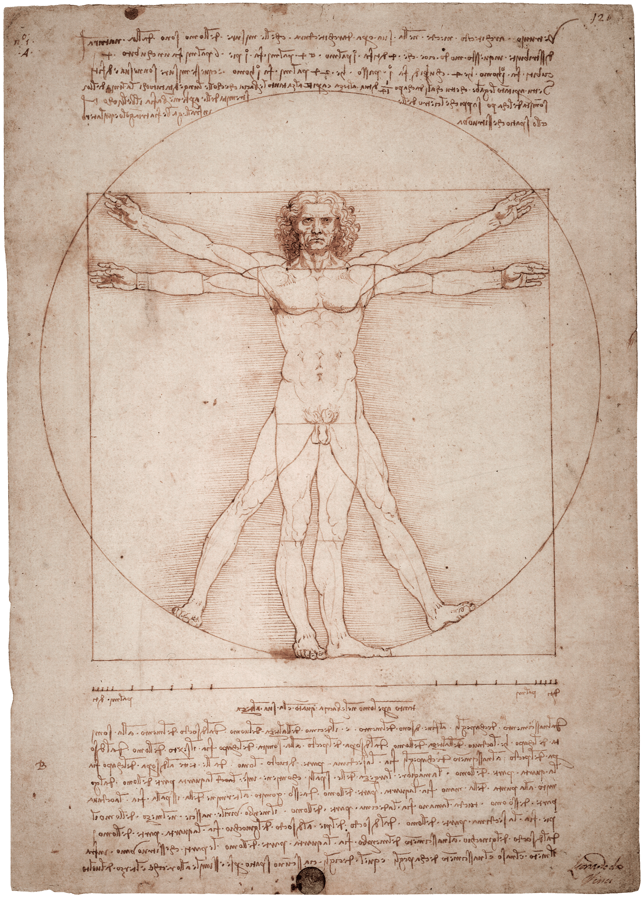 The Vitruvian Man by Leonardo da Vinci