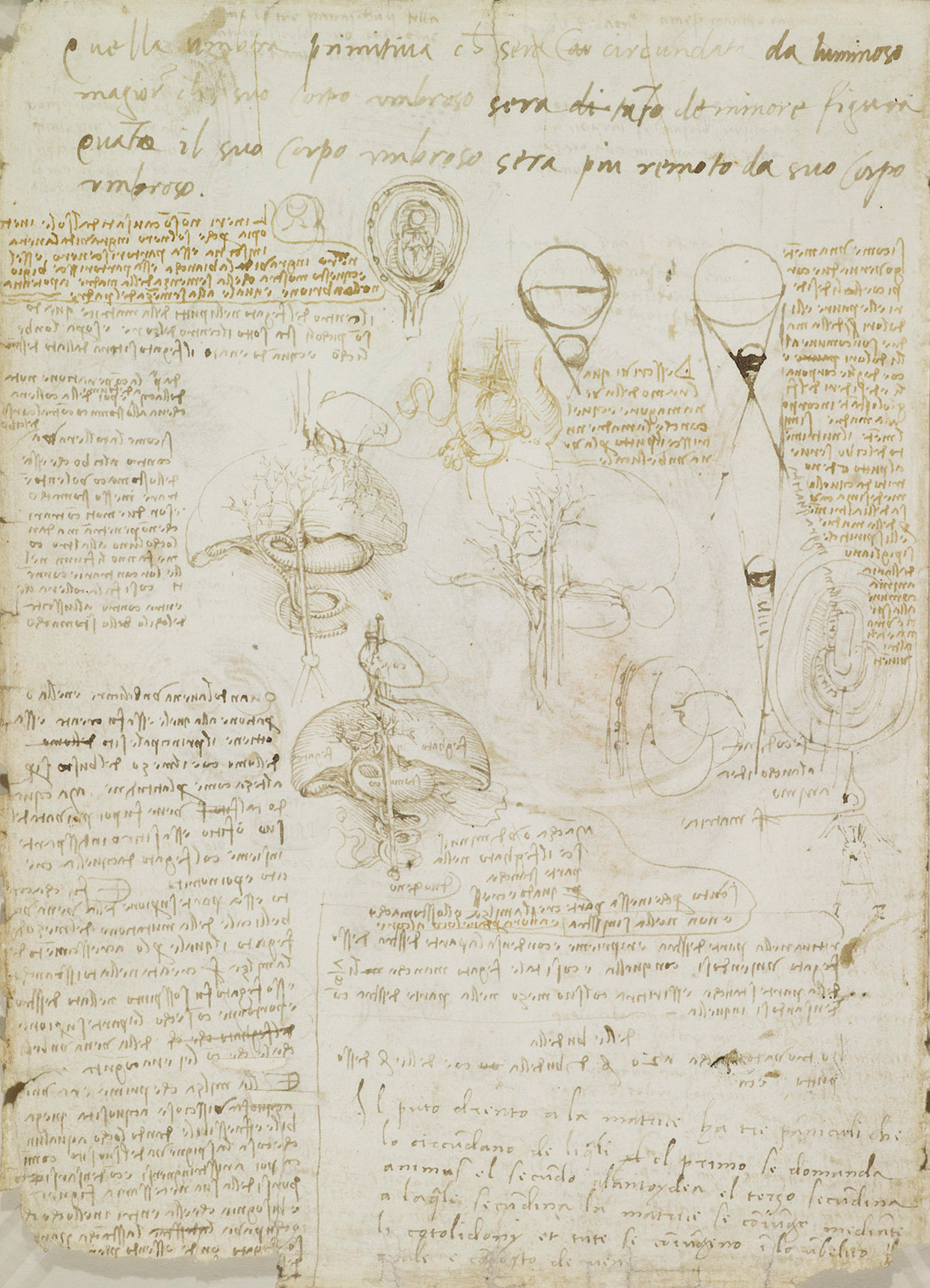 Notes on reproduction by Leonardo da Vinci