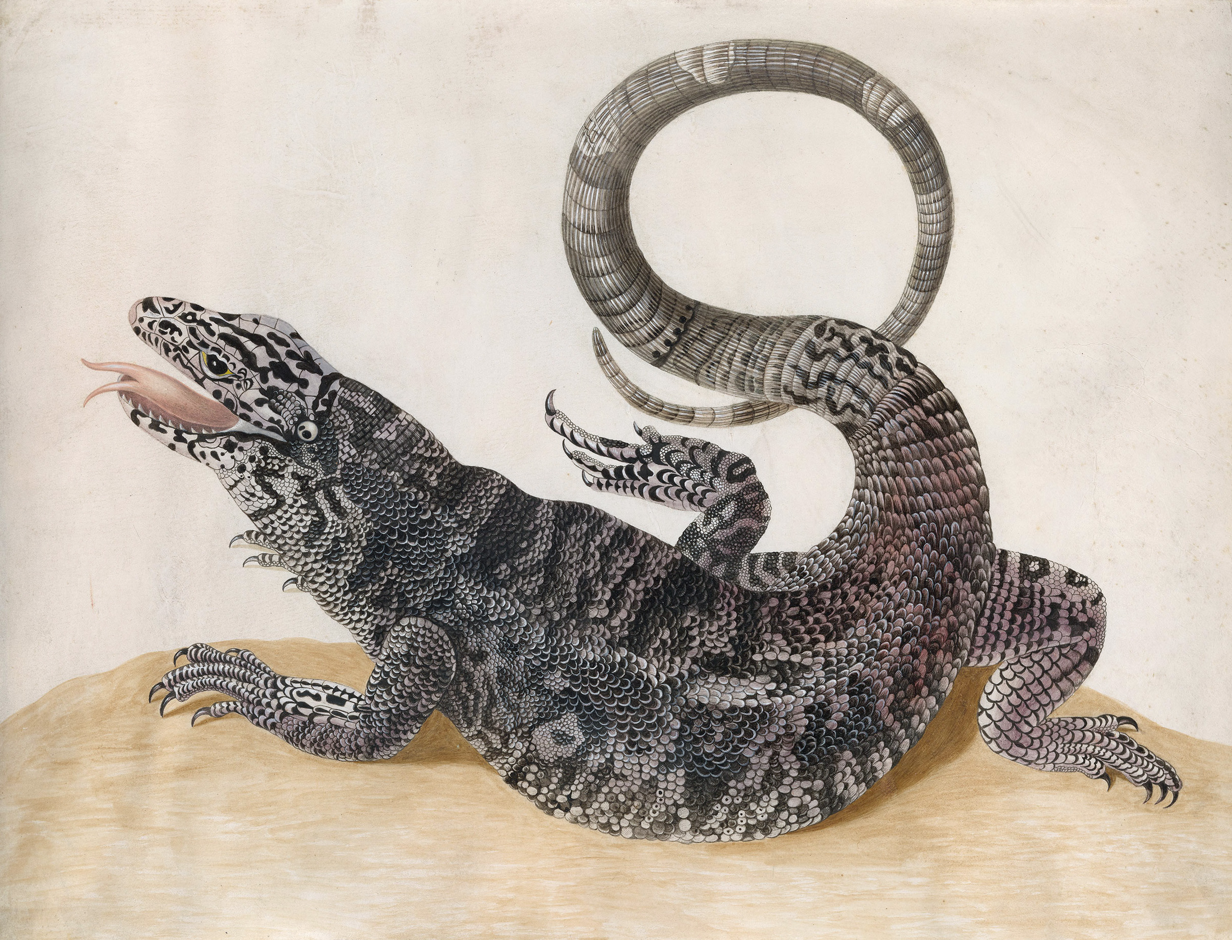 Black Tegu Lizard by Maria Sibylla Merian