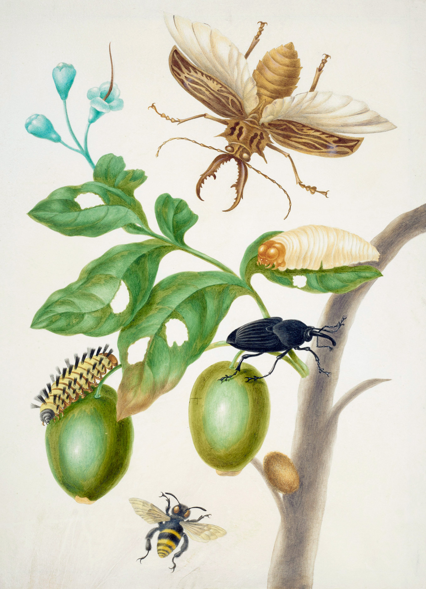 Branch of Genipapo with Long-Horned Beetle by Maria Sibylla Merian