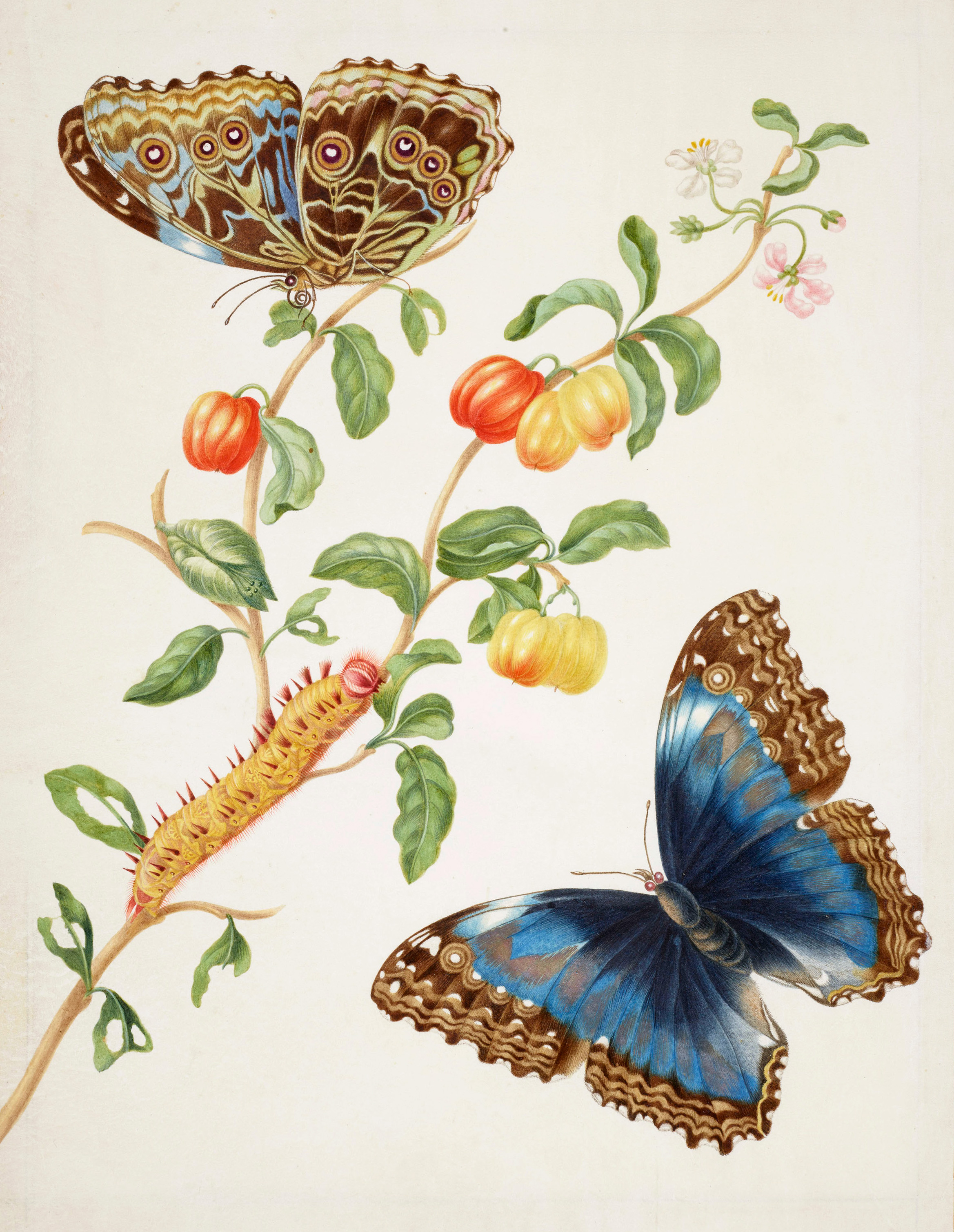 Branch of West Indian Cherry with Achilles Morpho Butterfly by Maria Sibylla Merian