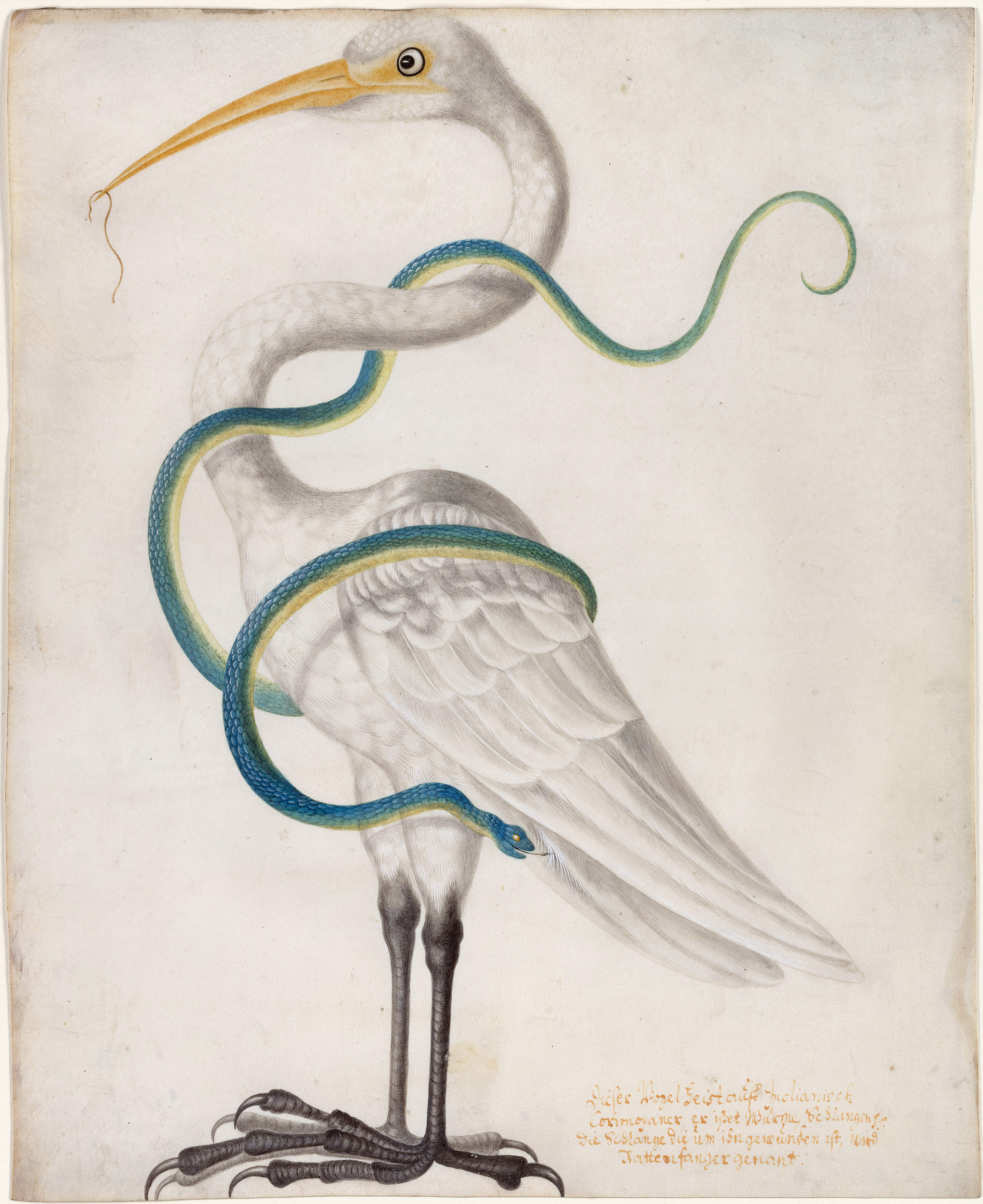 Heron Encircled by a Snake by Maria Sibylla Merian