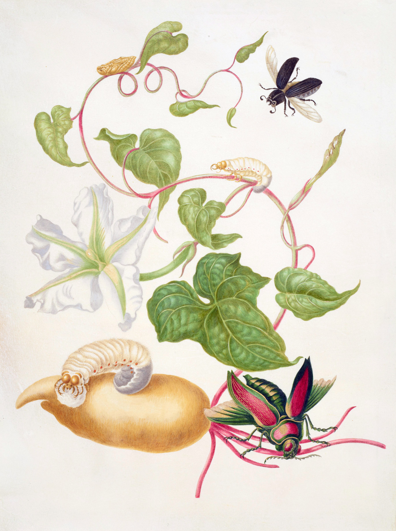 Tropical White Morning Glory with two beetles by Maria Sibylla Merian