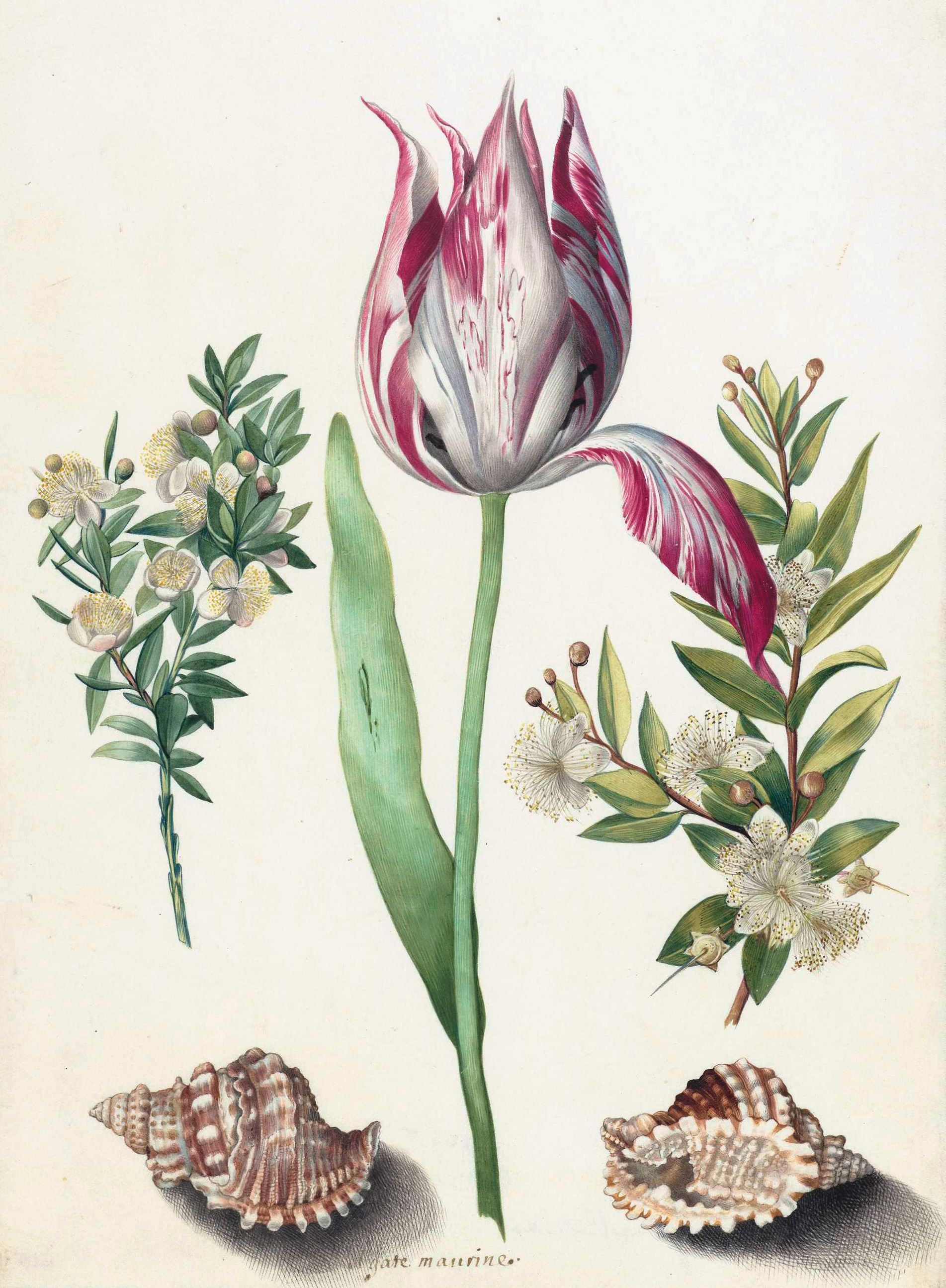 Tulip, two Branches of Myrtle and two Shells by Maria Sibylla Merian