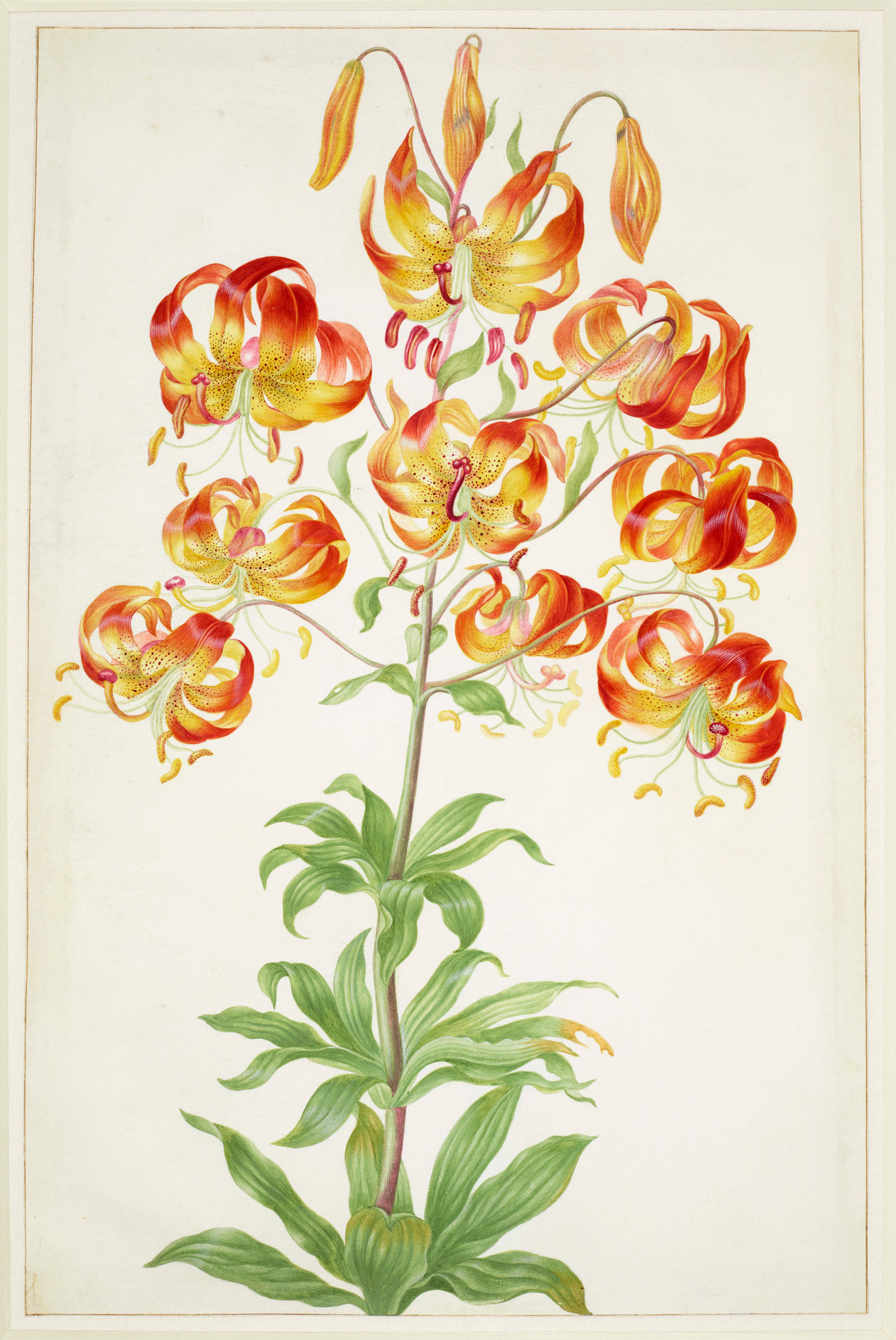 Turk's Cap Lily by Maria Sibylla Merian