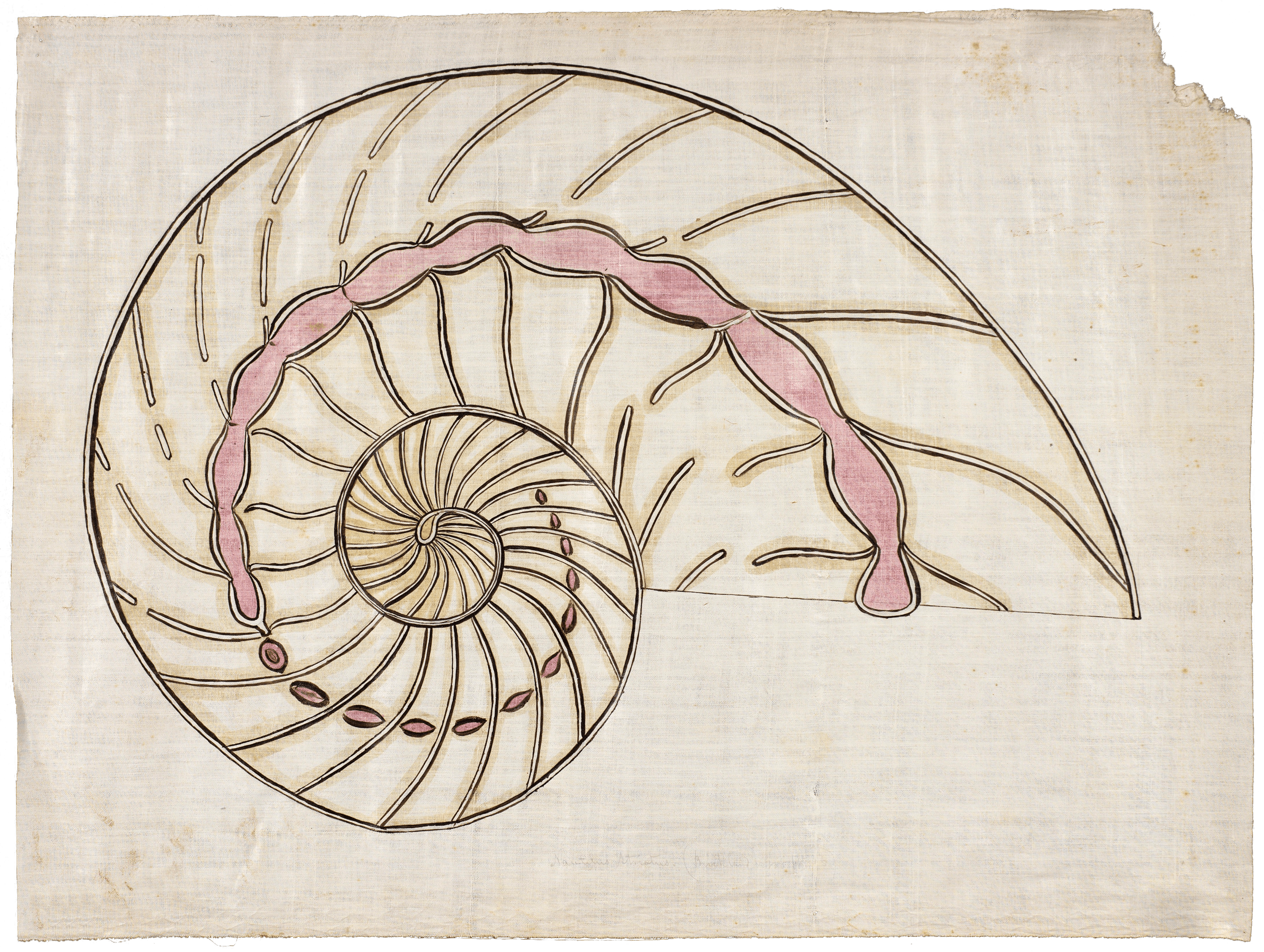 Nautilus Shell by Orra White Hitchcock