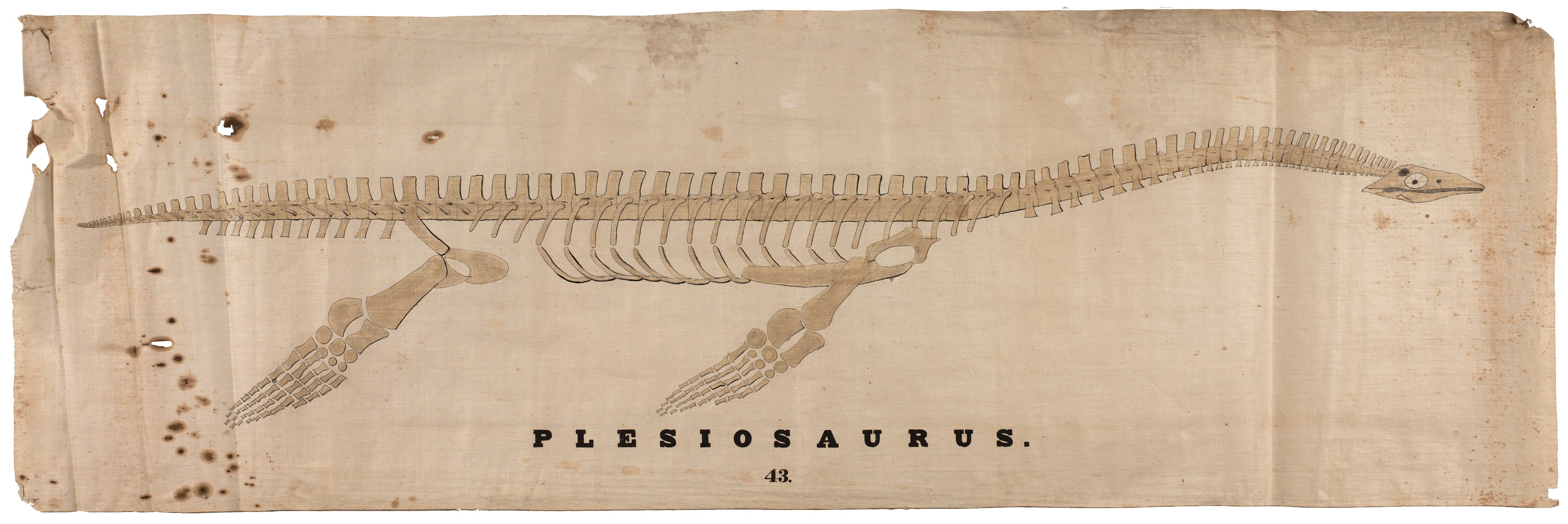 Plesiosaurus Skeleton by Orra White Hitchcock
