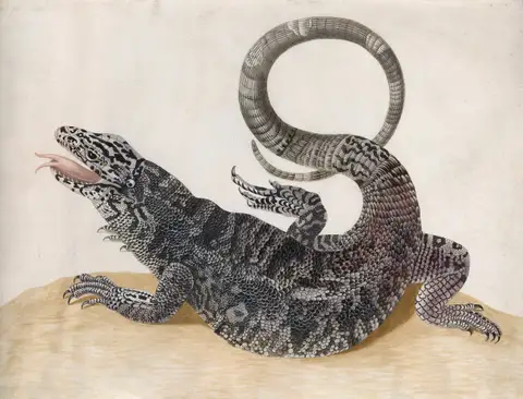 Black Tegu Lizard by Maria Sibylla Merian