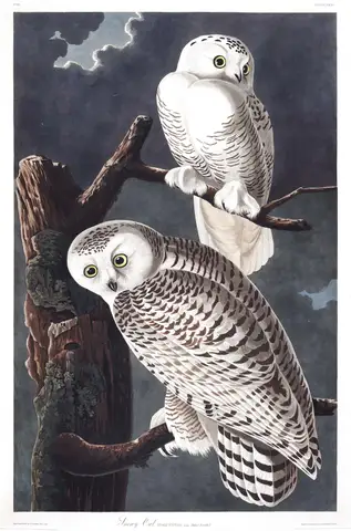 Snowy Owl by John James Audubon