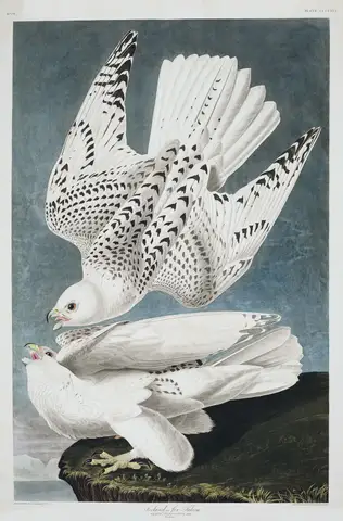 Iceland, or Jer Falcon by John James Audubon