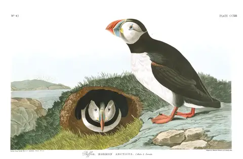 Puffin by John James Audubon