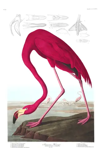 American Flamingo by John James Audubon