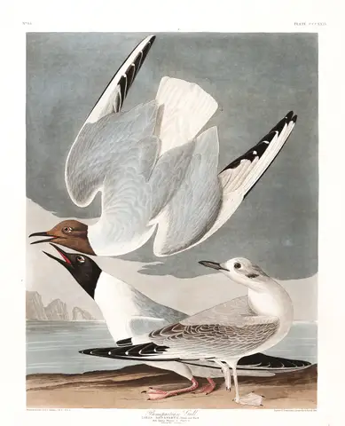 Bonapartian Gull by John James Audubon