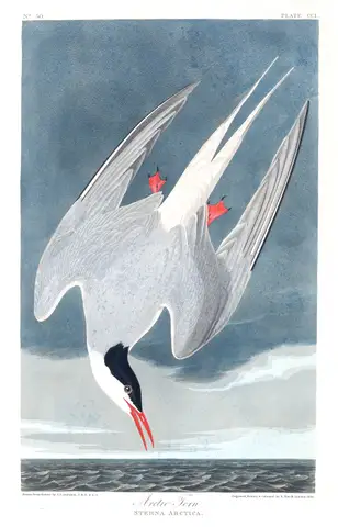 Arctic Tern by John James Audubon