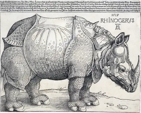 The Rhinoceros by Albrecht Dürer