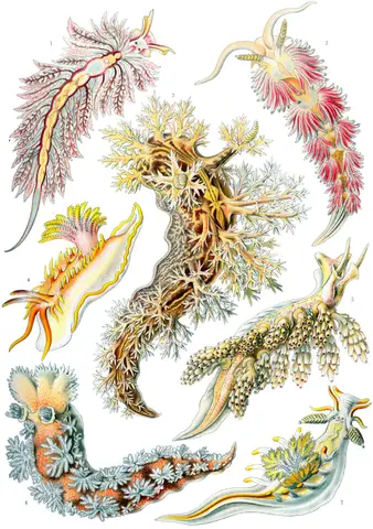 Art Forms in Nature, Plate 43: Nudibranchia by Ernst Haeckel