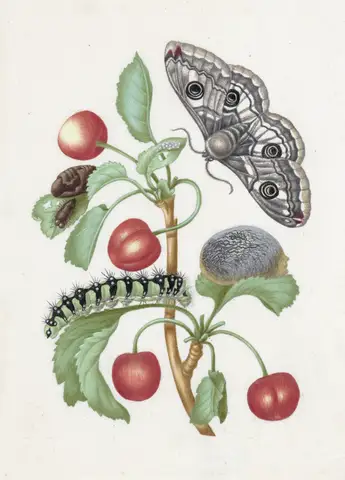 Metamorphosis of a Caterpillar to a Butterfly by Maria Sibylla Merian