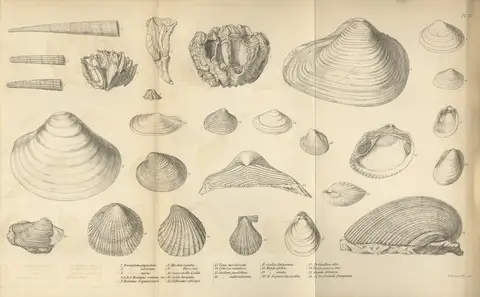 Geological observations on South America — Plate 2 by Charles Darwin