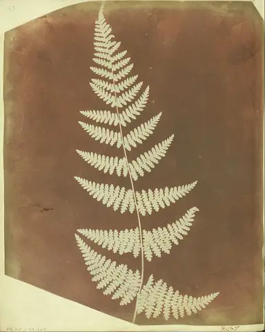 Buckler Fern by William Henry Fox Talbot