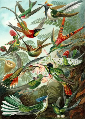 Art Forms in Nature, 99: Trochilidae by Ernst Haeckel