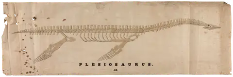 Plesiosaurus Skeleton by Orra White Hitchcock