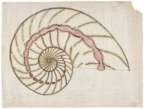 Nautilus Shell by Orra White Hitchcock