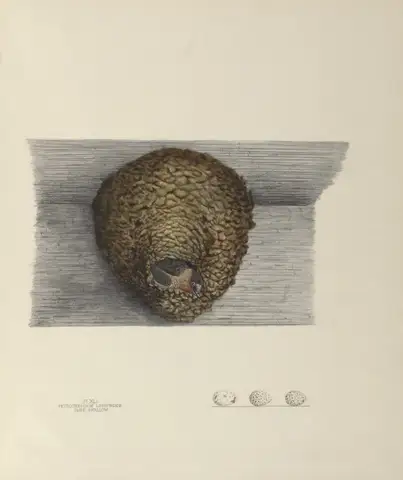 Plate 41. Cliff Swallow by Genevieve Jones