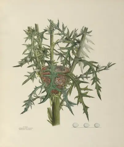 Plate 43. American Goldfinch by Genevieve Jones